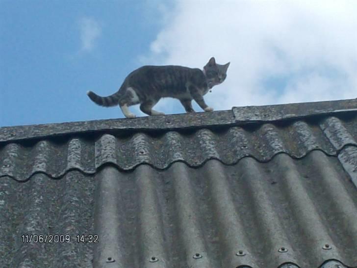 Huskat grisling billede 15