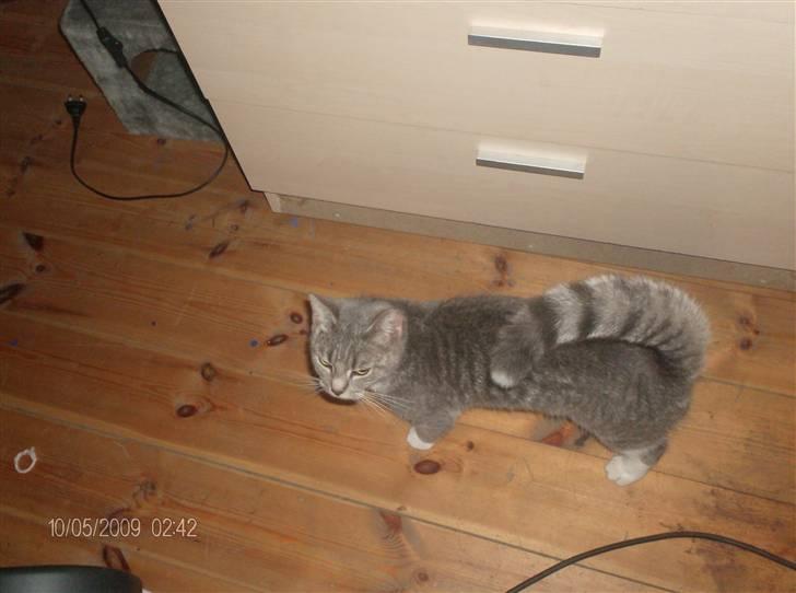 Huskat grisling billede 16