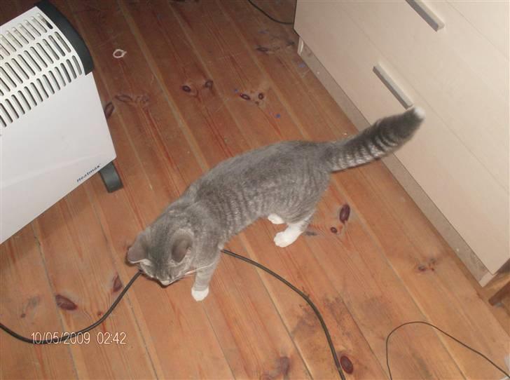 Huskat grisling billede 17