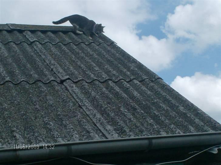 Huskat grisling billede 18