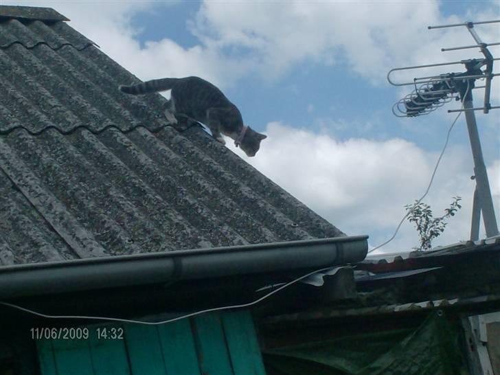 Huskat grisling billede 19