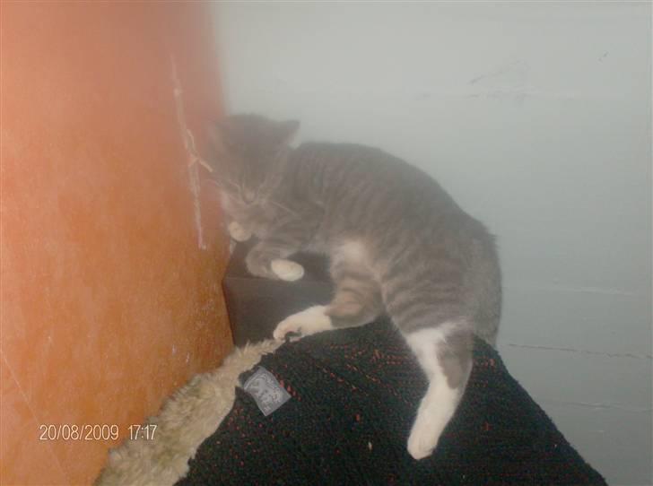 Huskat grisling billede 20