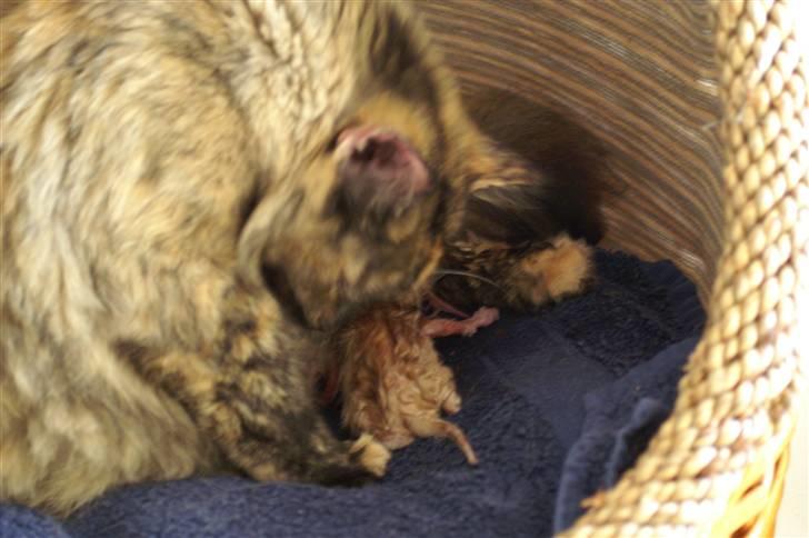 Huskat fiphie rød hun kat :D - der er hun lige ny føt det er hende det røde <3  billede 1