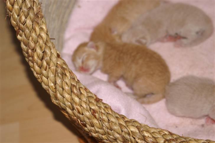 Huskat fiphie rød hun kat :D - der er den lille fede <33 XD billede 2