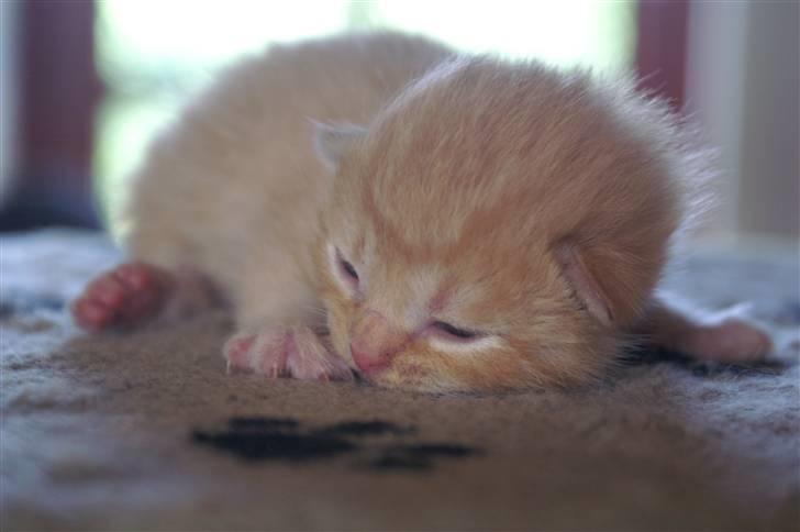 Huskat fiphie rød hun kat :D - sov sødt lille jombo og visse luu :D billede 3