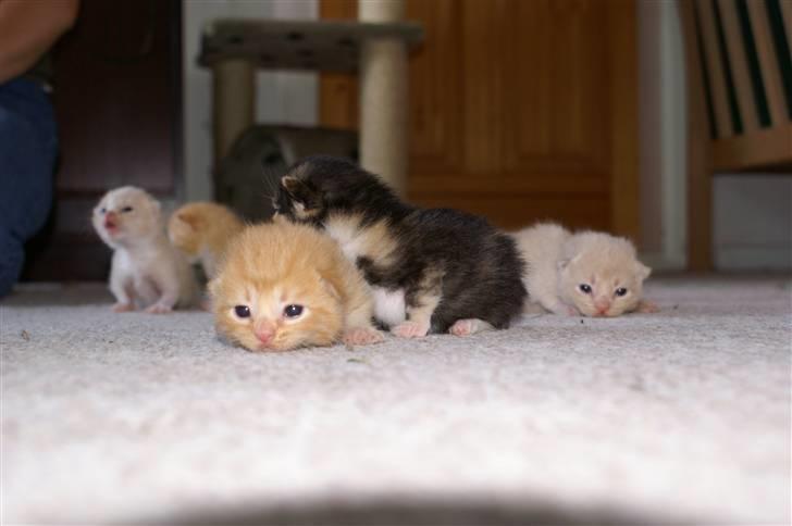 Huskat fiphie rød hun kat :D - og så dem alle og fiphie siger hej XD billede 4