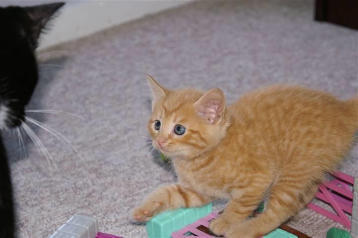 Huskat fiphie rød hun kat :D billede 5