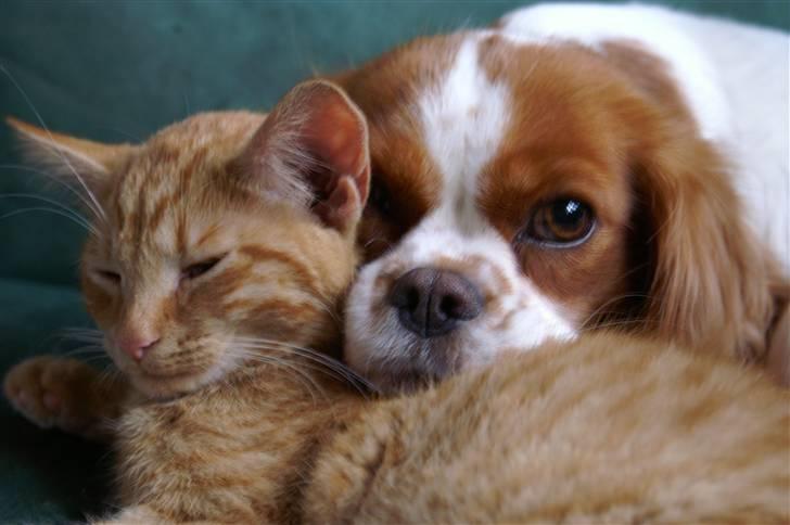 Huskat fiphie rød hun kat :D billede 6