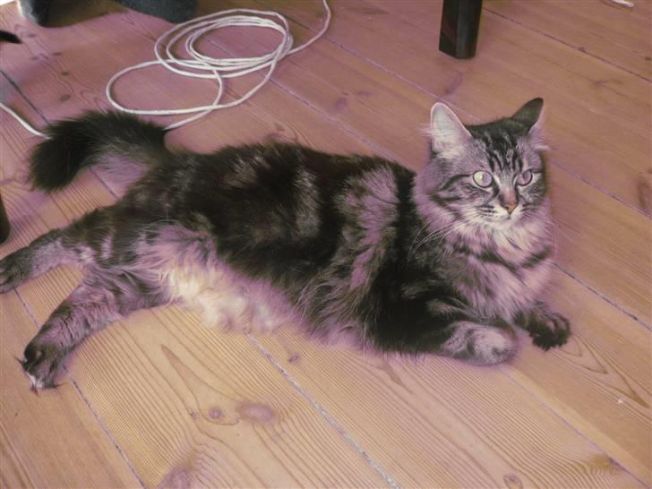 Blanding af racer Luna - Dejlige mor Luna :) billede 1