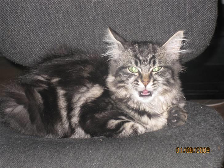 Blanding af racer Luna billede 3