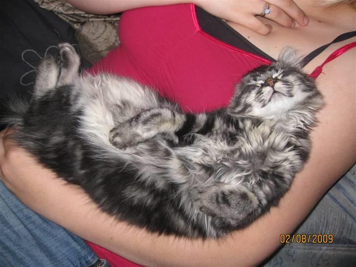 Blanding af racer Luna billede 4