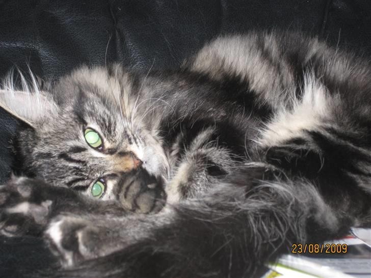 Blanding af racer Luna billede 5