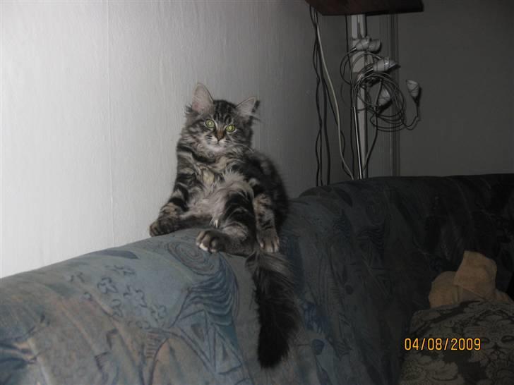 Blanding af racer Luna billede 6