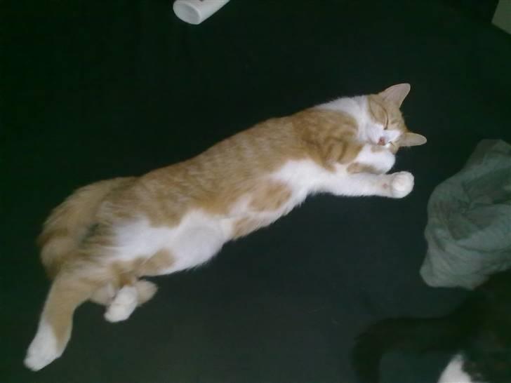 Blanding af racer prinsesse hugo - "jeg skal sove i sengen !" billede 12