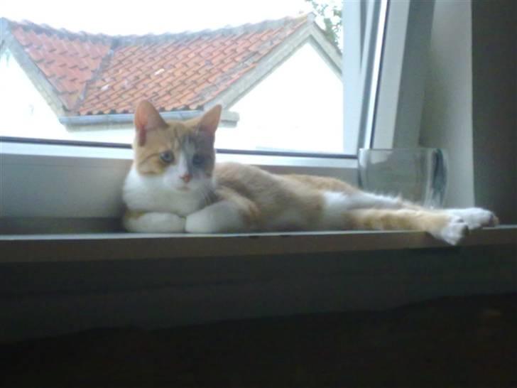 Blanding af racer prinsesse hugo - Droninge pladsen, -  i vinduet med udsyn ud over det hele .. billede 13