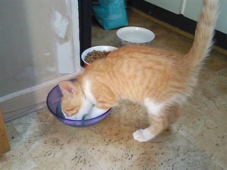 Blanding af racer prinsesse hugo - og som i kan se så æder hun hele tiden, med halvdelen af kroppen billede 14