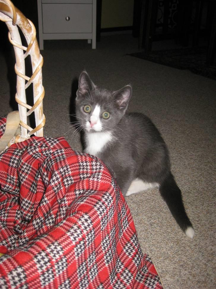 Huskat Bacardi  - Er jeg ikke bare smuk :b ? billede 1