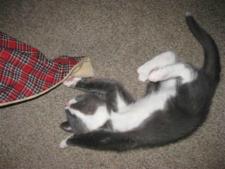 Huskat Bacardi  - See mig..  billede 2