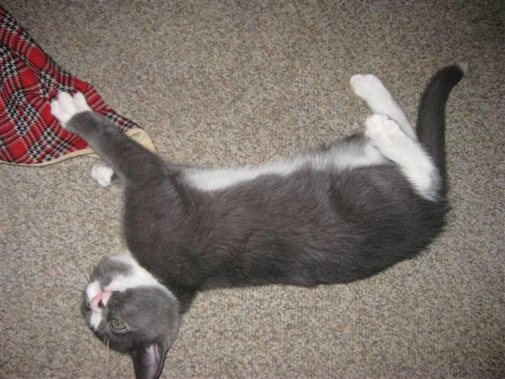 Huskat Bacardi  billede 3