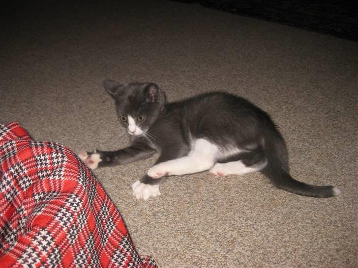 Huskat Bacardi  billede 4