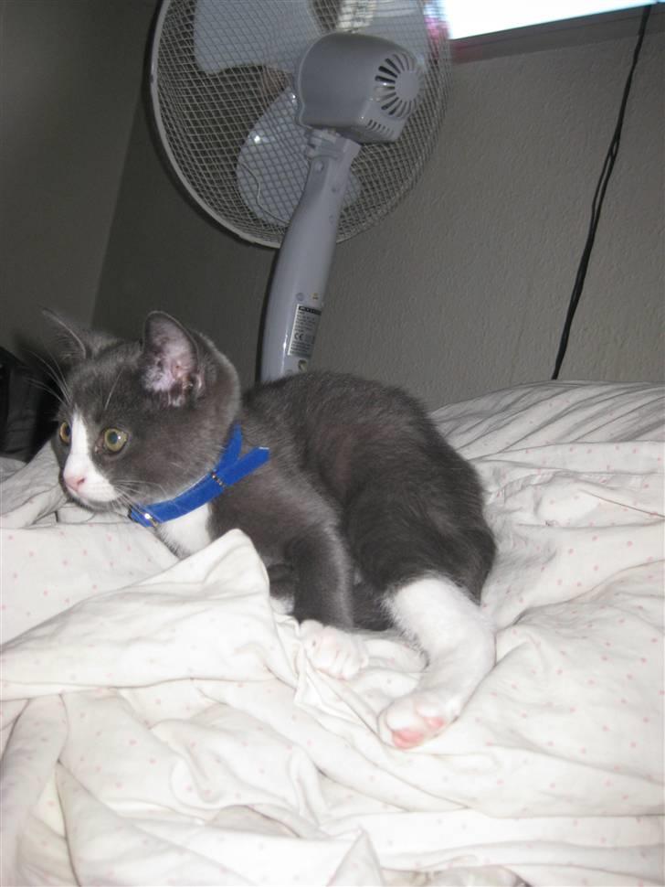 Huskat Bacardi  billede 5