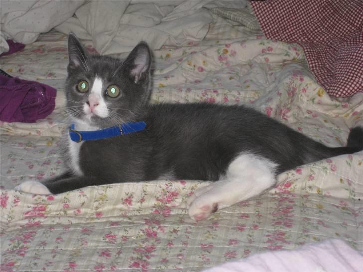 Huskat Bacardi  billede 6