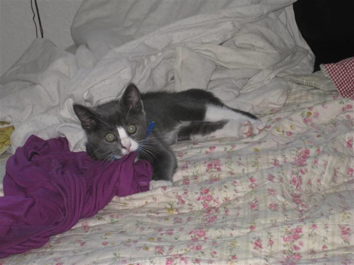 Huskat Bacardi  - Gemmer mig lige :P billede 7