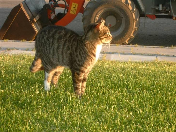 Huskat misser - ahh dejlig med en blund billede 1