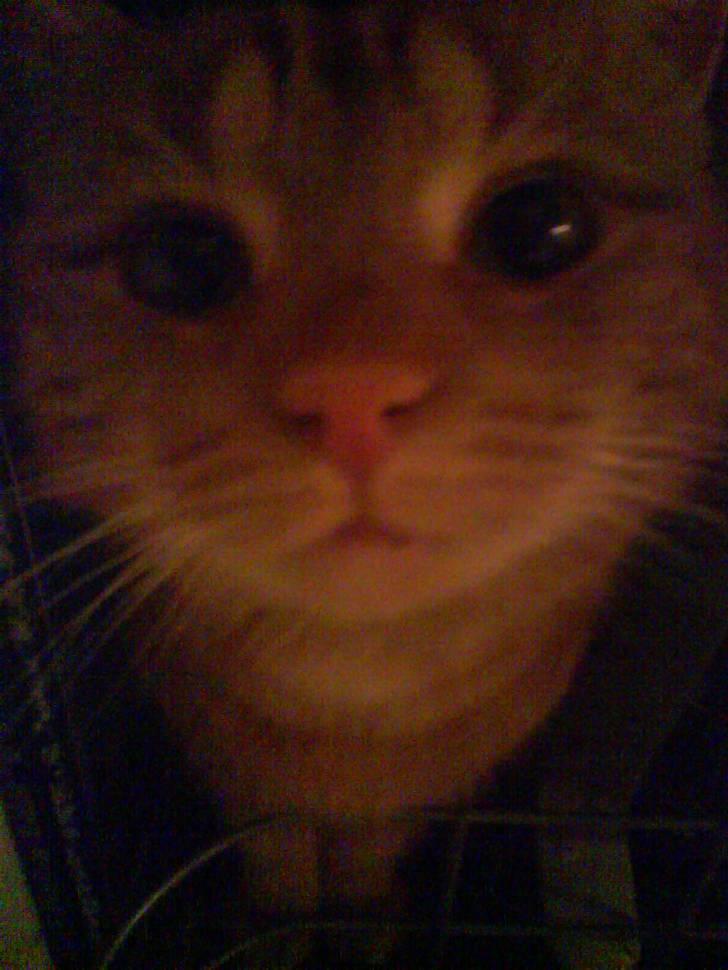 Blanding af racer Elvis billede 1