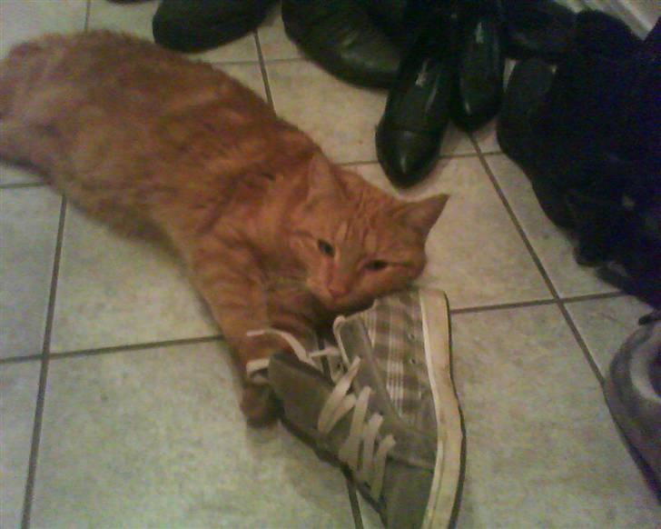 Blanding af racer Elvis billede 2