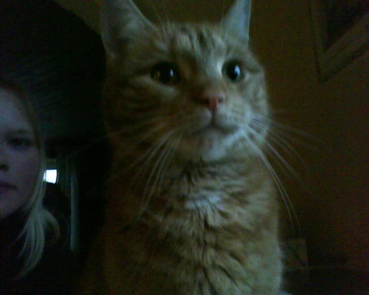 Blanding af racer Elvis billede 3