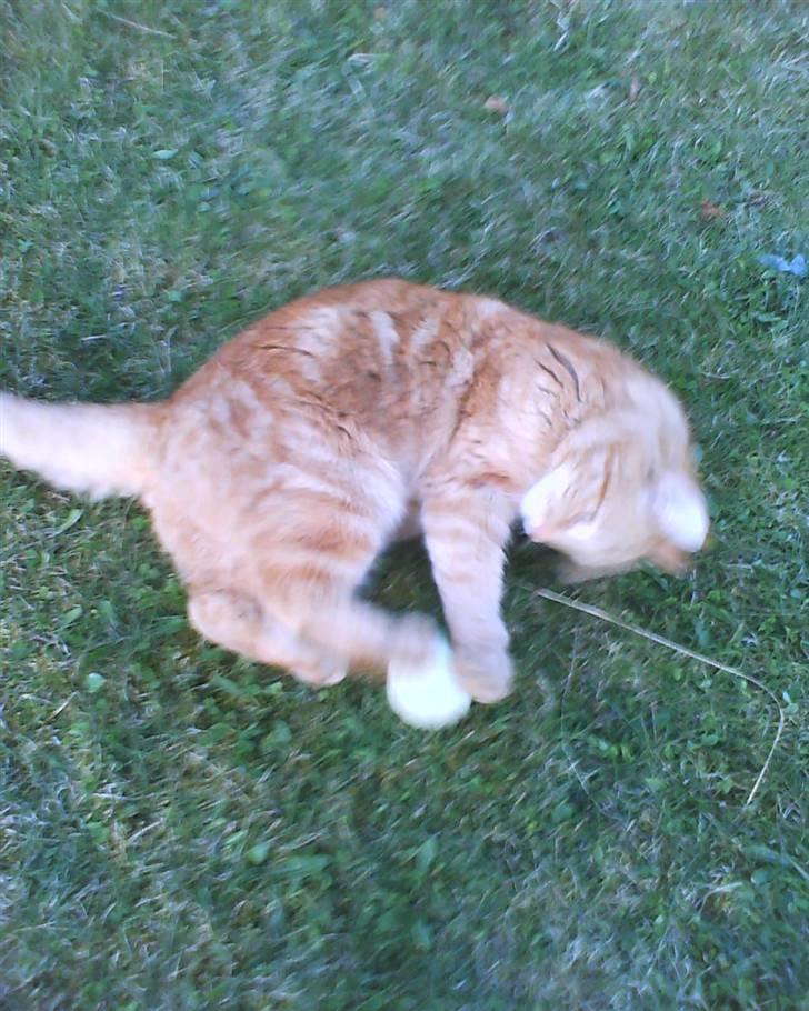 Blanding af racer Elvis billede 4