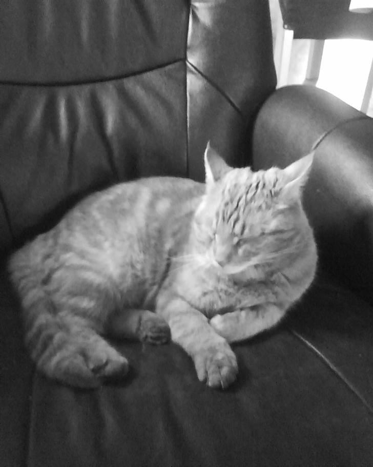 Blanding af racer Elvis billede 5