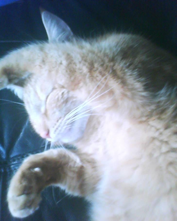 Blanding af racer Elvis - "hold op jkan du ikke se at jeg sover!!!" billede 6