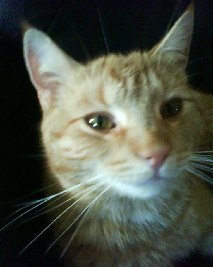 Blanding af racer Elvis - "tag et billede af mig" <3 billede 7