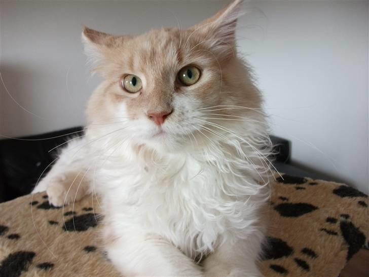 Maine Coon Oliver billede 3