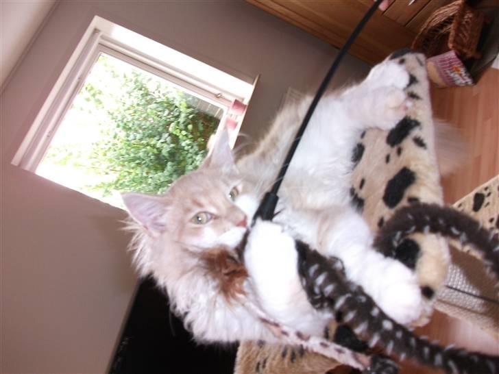 Maine Coon Oliver billede 4