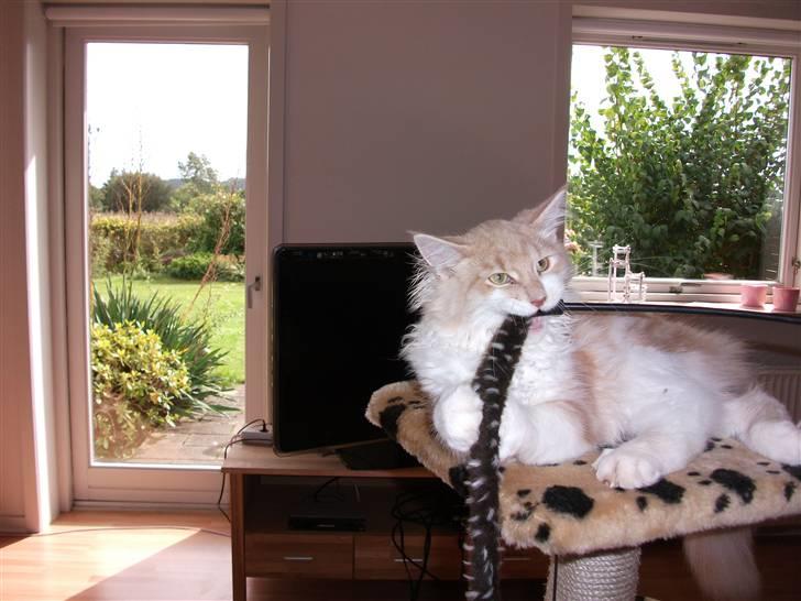 Maine Coon Oliver billede 5