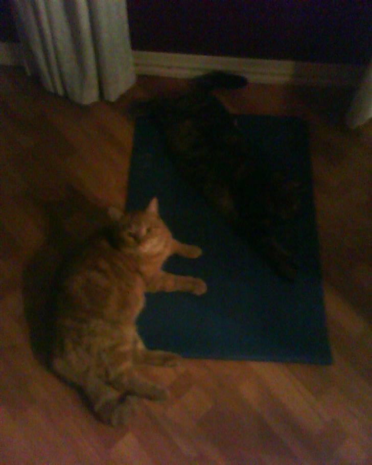 Blanding af racer Elvis - der er elvis og yasima de liger bare og slapper den  billede 8