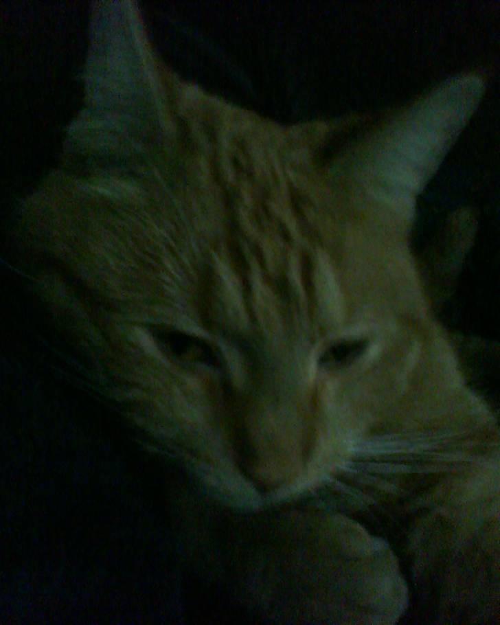 Blanding af racer Elvis billede 9