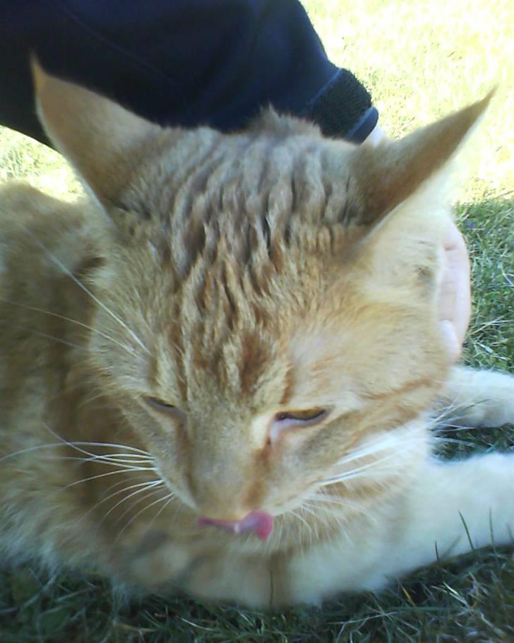 Blanding af racer Elvis billede 10