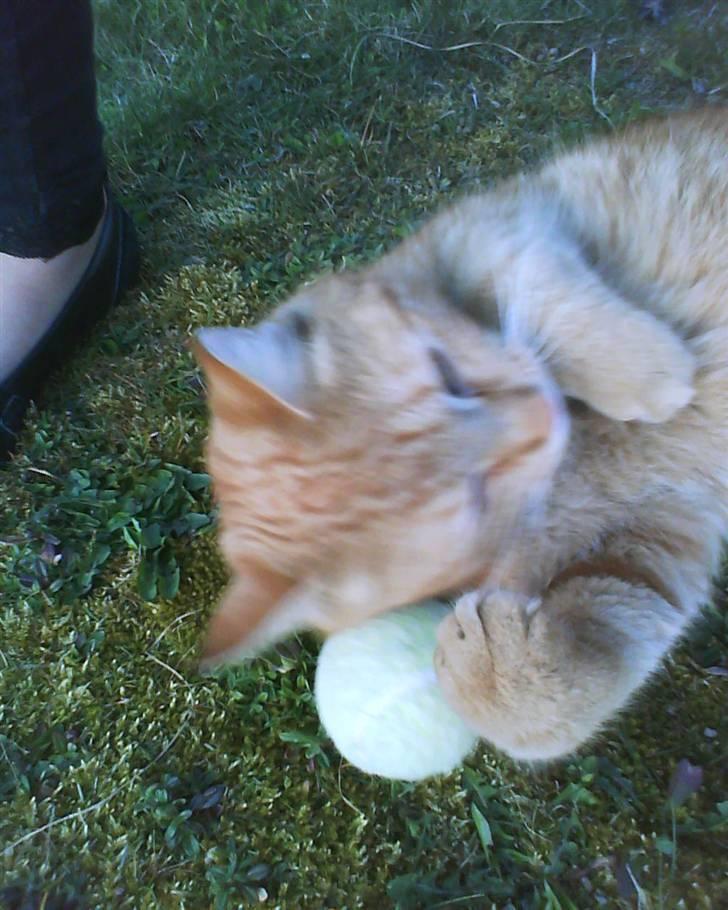 Blanding af racer Elvis - "jeg tro at jeg er lidt træt" billede 11