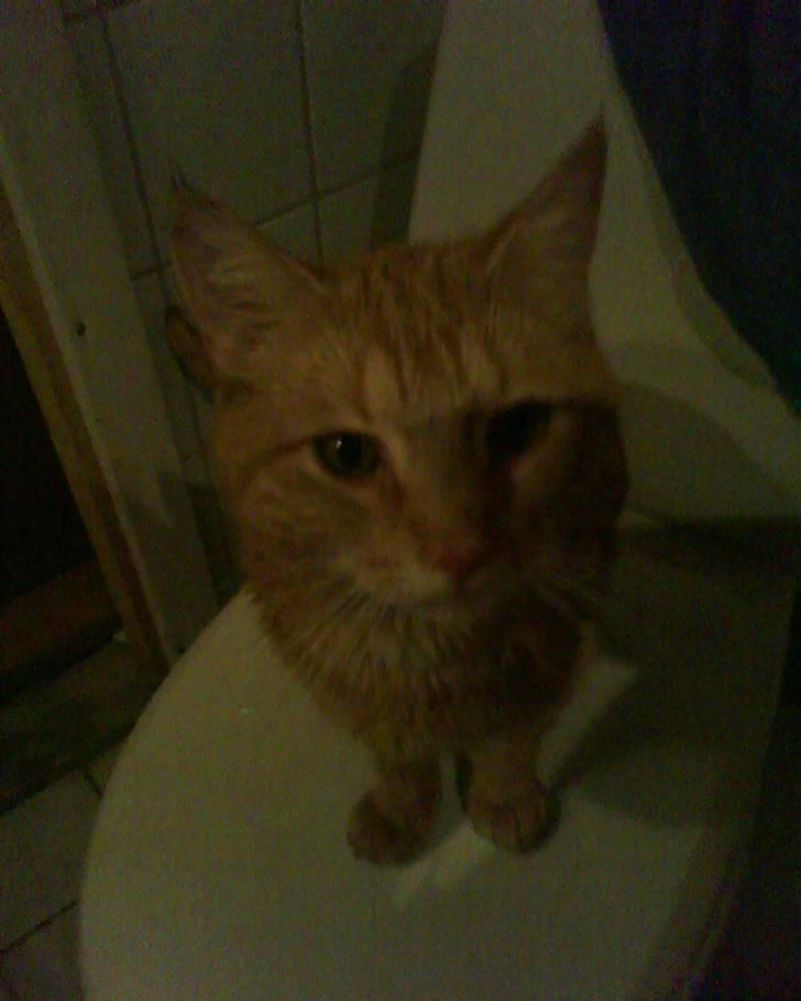 Blanding af racer Elvis - "kan i se at jeg lige har vært i bad" billede 12