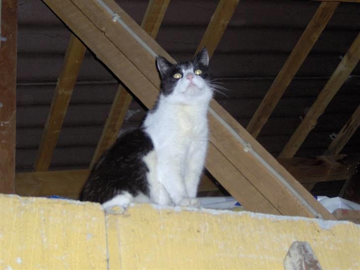 Huskat R.I.P. Oliver billede 1