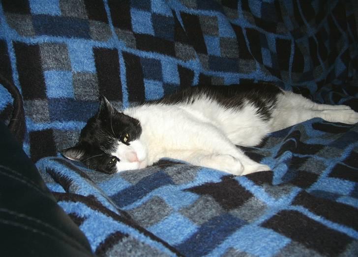 Huskat R.I.P. Oliver billede 2