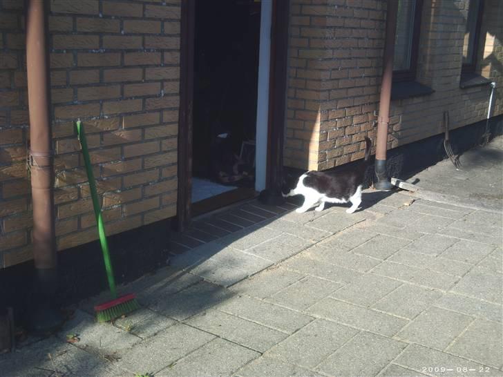 Huskat R.I.P. Oliver billede 3