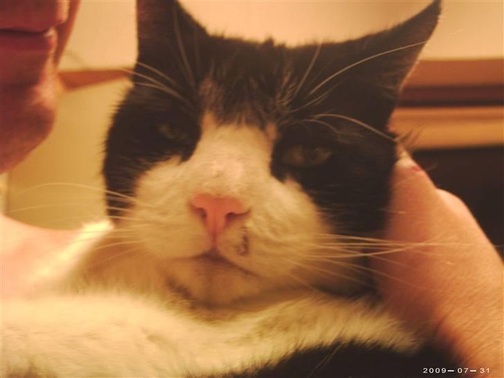 Huskat R.I.P. Oliver - hehe har lige været lidt oppe og slås! billede 4