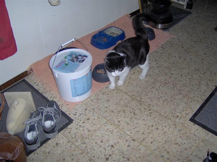 Huskat R.I.P. Oliver billede 5