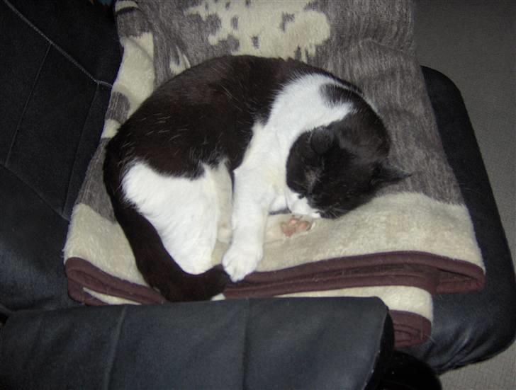 Huskat R.I.P. Oliver billede 6