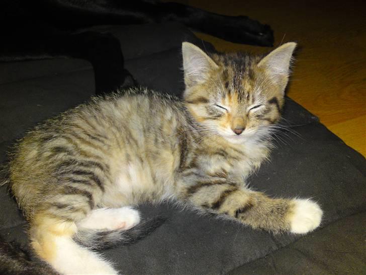 Huskat Minnie "Død" - Tager lige en lille blunder. :o) billede 12